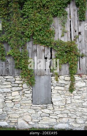 a vertical shot of a textured wall of an old barn with ivy growing over old wood and stone bricks Stock Photo