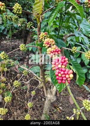 Coffee cherries ripening on a plant in a coffee plantation in India Stock Photo
