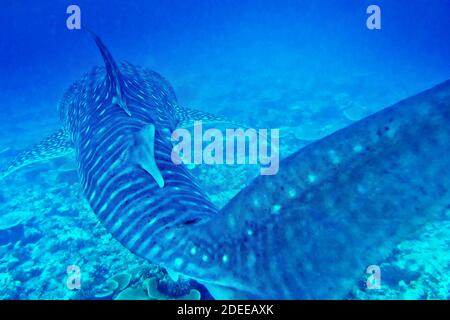 Whale Shark, Rhincodon typus, South Ari Atoll, Maldives, Indian Ocean, Asia Stock Photo
