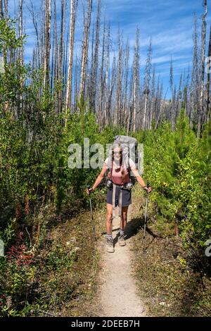 WA17703-00.....WASHINGTON - Woman backpacking the Boundary Trail #533 near Iron Gate in the Pasayten Wilderness, Okanogan Wenatchee National Forest. Stock Photo