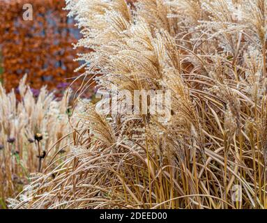 Pampas grass seed heads growing in front of a beech hedge in winter. Stock Photo