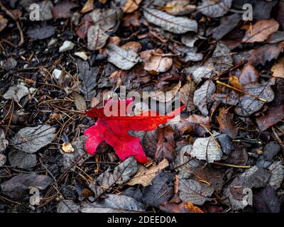 Single fallen red Acer leaf on the ground with rotting beech tree leaves. Stock Photo
