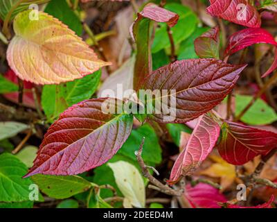 Dark red leaves of Hydrangea Lady in Red, in winter. Stock Photo