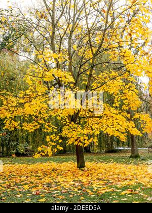 Sycamore tree in autumn with golden leaves Stock Photo