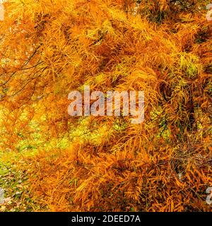 Swamp Cypress (Taxodium distichum) tree. Deciduous conifer in autumn with orange foliage Stock Photo