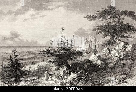 The cedars of Lebanon. Old 19th century engraved illustration Travel to Jerusalem by Alphonse de Lamartine from El Mundo en La Mano 1879 Stock Photo