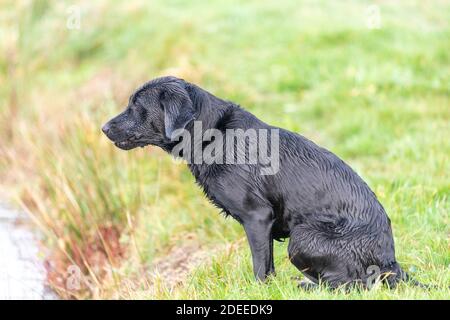 Action shot of a wet black Labrador retriever jumping into the water Stock Photo
