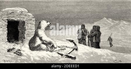 White bear tied to an anchor. Old 19th century engraved illustration. Second German North Polar Expedition in 1869 from El Mundo en La Mano 1879 Stock Photo