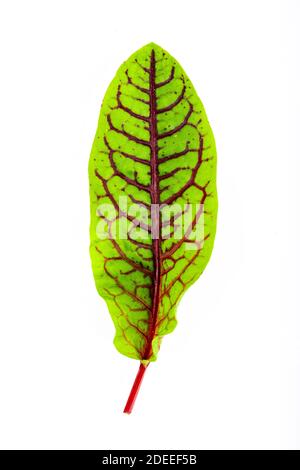 fresh red veined sorrel leaves isolated on the white background Stock Photo