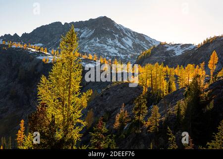 WA18619-00...WASHINGTON - Late afternoon light on the larch trees surrounding the hills at Lower Ice Lake in the Glacier Peak Wilderness area. Stock Photo