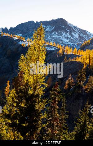 WA18620-00...WASHINGTON - Late afternoon light on the alpine larch trees surrounding the hills at Lower Ice Lake in the Glacier Peak Wilderness area. Stock Photo