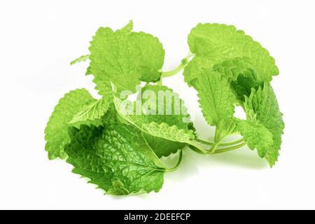 Bunch of lemon balm or melissa plant isolated on white background Stock Photo