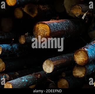 Timber logs from pine tree stacked and waiting for the saw. . High quality photo Stock Photo