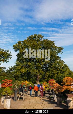 England, Surrey, Guildford, RHS Wisley, Bonsai Walk with Autumn Colours Stock Photo