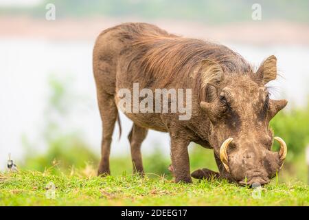 A warthog (Phacochoerus africanus) eating, Queen Elizabeth National Park, Uganda. Stock Photo