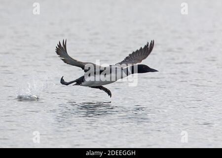 Common loon / great northern diver (Gavia immer) in breeding plumage taking off from lake in summer Stock Photo