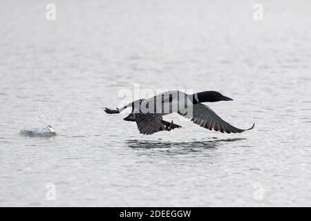 Common loon / great northern diver (Gavia immer) in breeding plumage taking off from lake in summer Stock Photo