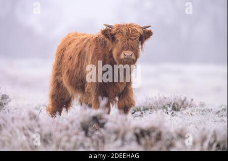 Scottish Highland Bull in a field with frost on the grass Stock Photo