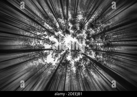 looking up at the forrest in winter, black and white landscape photograph Stock Photo