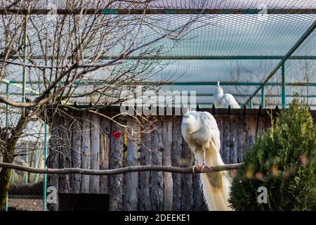 White peacocks in a cage at the zoo Stock Photo