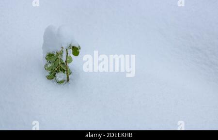 Beautiful green plant sprouting through the snow in the winter. Stock Photo