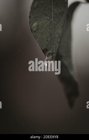 Beautiful moody close up macro shots of water drops Stock Photo
