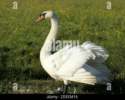 side view of a white swan standing with it wings extended Stock Photo