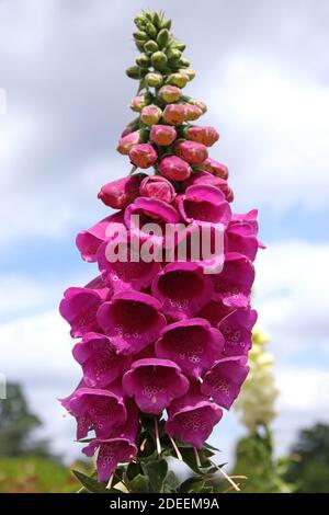 pink/ purple foxglove stem with little bell blooms in close up detail Stock Photo