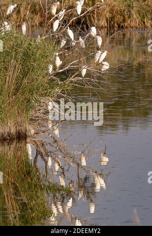 Group of herons perched on river branches to sleep with mirror effect in the water.