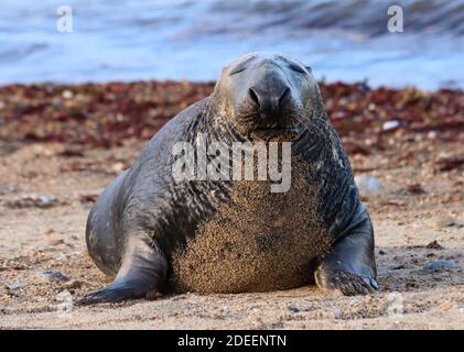 large old Grey Seal laying on the beach soaking up the sun as the waves roll in behind. Stock Photo