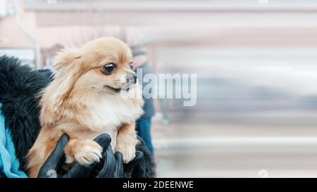 small dog is sitting in the owner's arms. breeds of miniature lapdogs. Human love for animals. Stock Photo