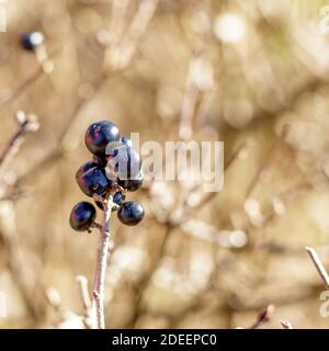 Small mountain berries along the road leading to the Gorg d'Abiss waterfall, Tiarno di Sotto (TN) Stock Photo