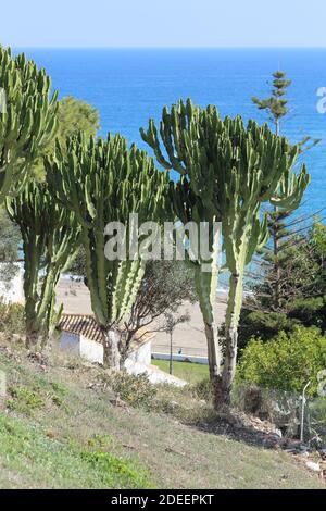 Euphorbia Candelabrum - Candelabra Tree with the mediteranean sea in the background, Fuengirola, Málaga province, Andalusia, Spain. Stock Photo