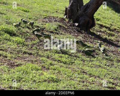 Monk Parakeet (Myiopsitta monachus). Malaga, Spain Stock Photo