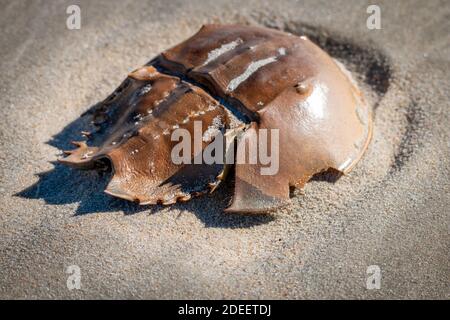 The empty shell of a horseshoe crab on the shore of the Outer Banks Stock Photo