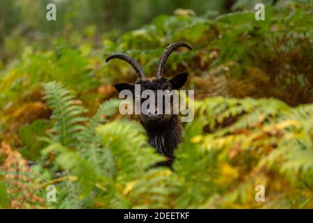 Wild Goat peeping through the bracken in Glen Strathfarrar, Scottish Highlands.  A non native domesticated species which has become wild and roams fre Stock Photo