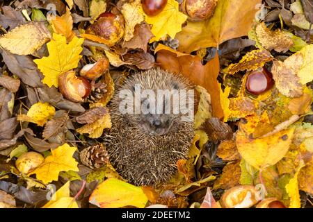 Hedgehog (Scientific name: Erinaceus Europaeus) . Wild, native, European hedgehog curled into a ball, facing forward in colourful Autumn leaves. Stock Photo
