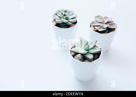 Three tiny succulents in white pots on white background. Scandinavian style interior decoration Stock Photo