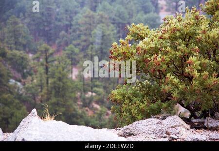 Gentle autumn rain falls on manzanita on rocky slope of Mount Lemmon, a Sky Island in Tucson, Arizona, in American Southwest. Stock Photo