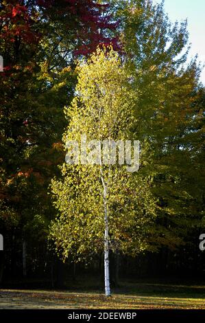 White birch trees with beautiful yellow fall autumn leafs leaves in Southeastern Michigan Stock Photo