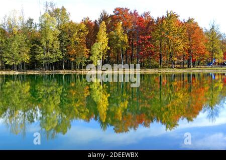 Beautiful Red Maple, White Birch, and Golden Maple trees in their Fall colors in Southeast Michigan MI near Detroit Stock Photo