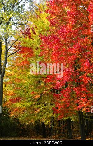 Beautiful red and golden maple trees in their Fall colors in Southeast Michigan MI near Detroit Stock Photo