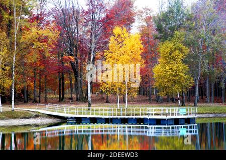 Beautiful Red Maple, White Birch, and Golden Maple trees in their Fall colors in Southeast Michigan MI near Detroit Stock Photo