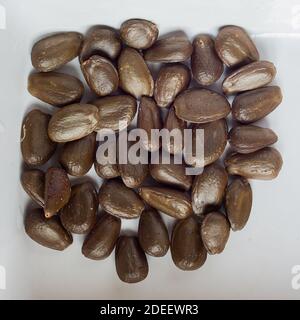 Some seeds of the custard apple fruit on white background in square format. Healthy and sustainable food. Stock Photo