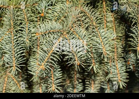 Full frame abstract texture background of fresh needles and branches on a blue spruce tree in full sunlight Stock Photo