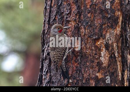 Alert Northern Flicker clings to rough bark of pine trunk on Mount Lemmon, a Sky Island in Tucson, Arizona.  Horizontal with copy space on left. Stock Photo