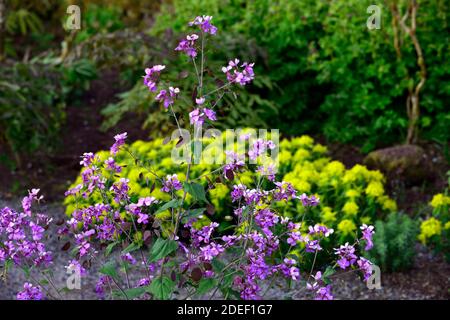 Lunaria annua Chedglow,annual honesty,purple honesty,,mix,mixed,combination,bed,border,gardens,mixed planting scheme,spring,euphorbia polychroma,Cushi Stock Photo