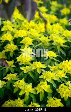 euphorbia polychroma,Cushion Spurge,Euphorbia epithymoides,green leaves,green foliage,lime green flowers,shocking green,RM Floral