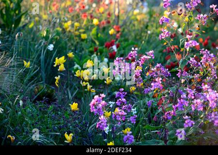 Lunaria annua Chedglow,annual honesty,purple honesty,,mix,mixed,combination,bed,border,gardens,mixed planting scheme,tulip sylvestris,tulipa sylvestri Stock Photo