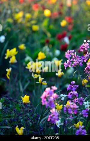 Lunaria annua Chedglow,annual honesty,purple honesty,,mix,mixed,combination,bed,border,gardens,mixed planting scheme,tulip sylvestris,tulipa sylvestri Stock Photo